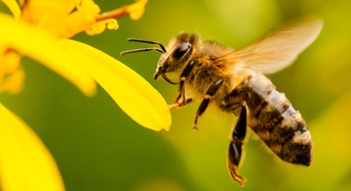 Abejas Africanizadas » Insectos Más Peligrosos del Mundo