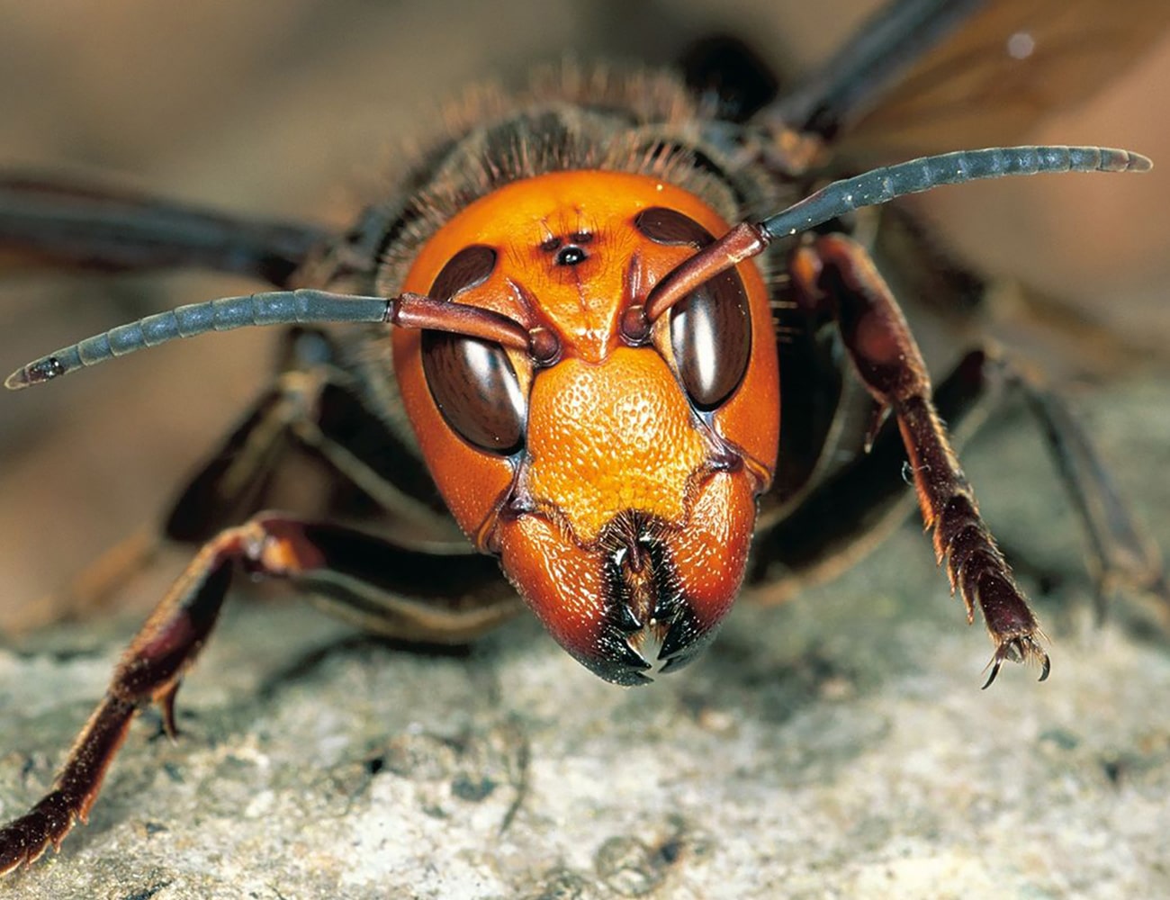 Avispon Gigante Asiatico » Insectos Más Peligrosos del Mundo