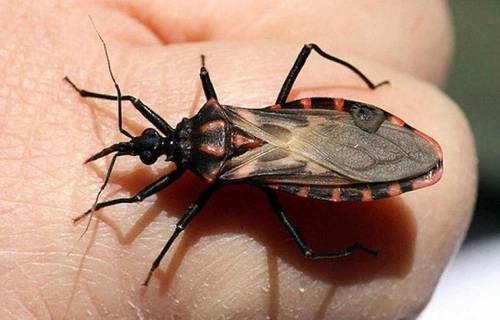 Chinche Besucona » Insectos Más Peligrosos del Mundo