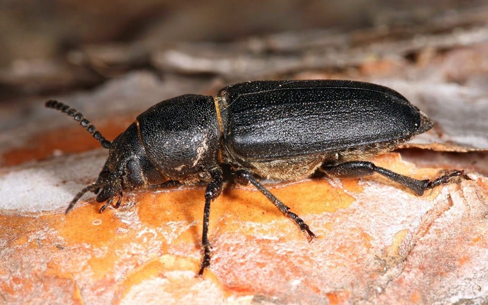 Escarabajo Barrenador de la Madera » Insectos Más Peligrosos del Mundo