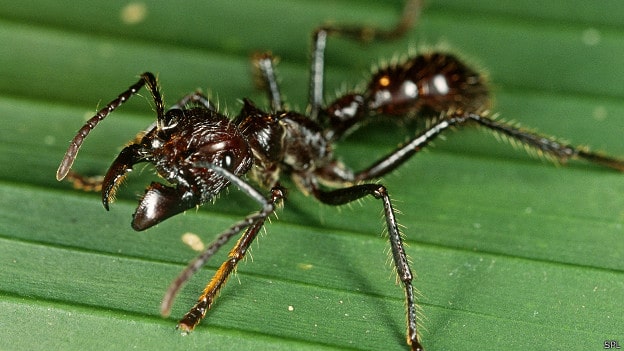 Hormiga Bala » Insectos Más Peligrosos del Mundo