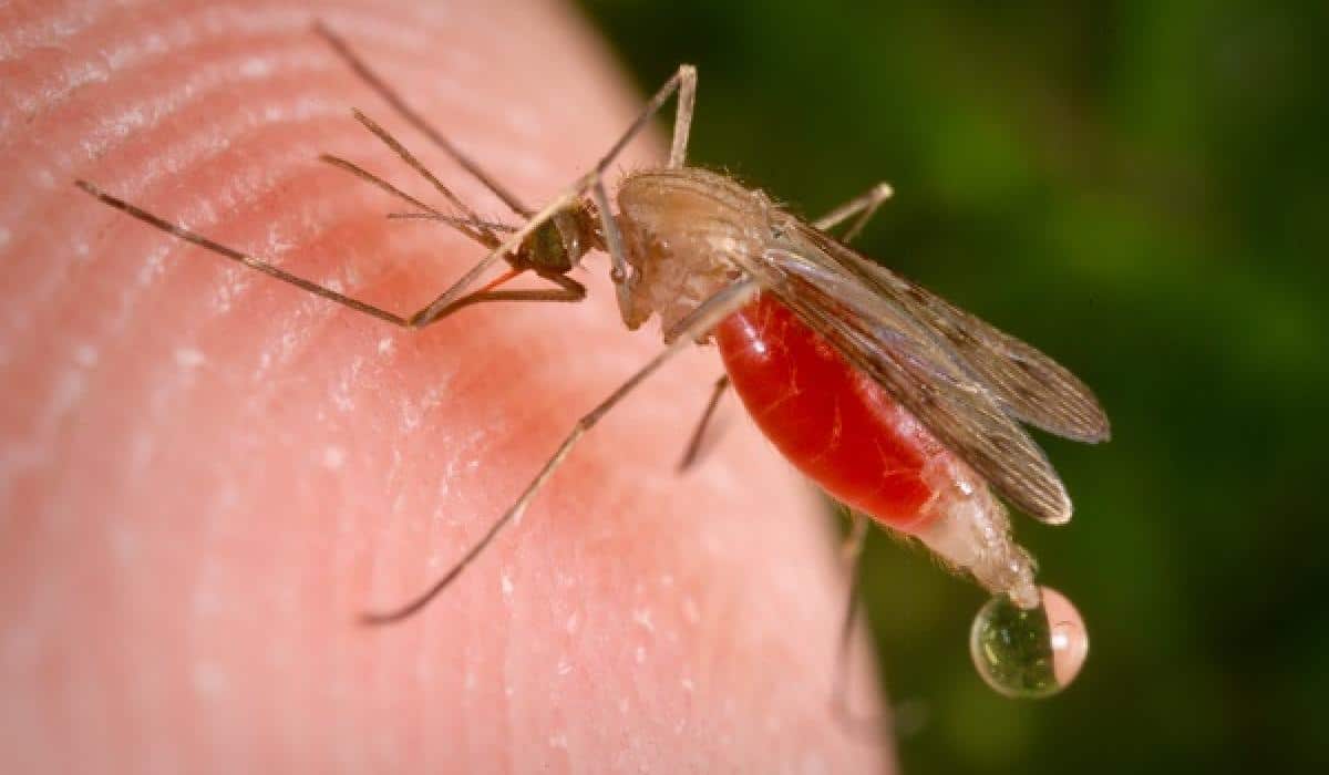 Mosquito Anofeles » Insectos Más Peligrosos del Mundo