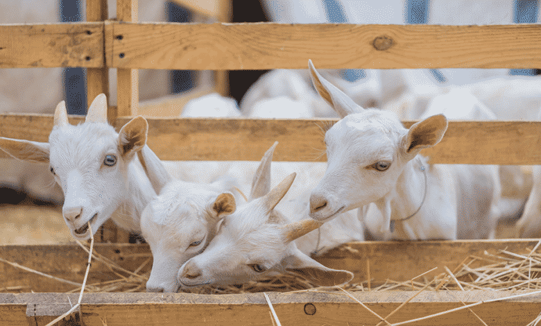 Cómo iniciar una granja de cabras