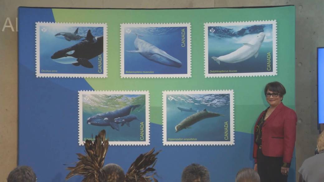 Haga clic para reproducir el video: 'Canada Post lanza nuevos sellos para crear conciencia sobre las ballenas en peligro de extinción'