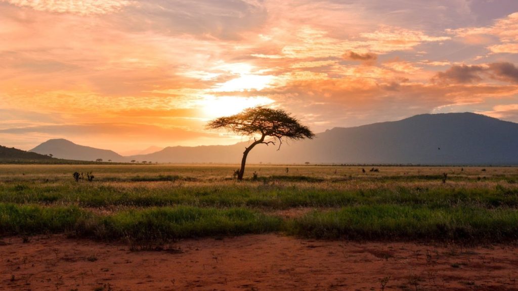 Imagen de una acacia solitaria en la sabana africana.