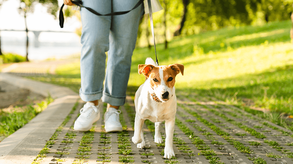 Las mejores ciudades para unas vacaciones pet-friendly en 2023