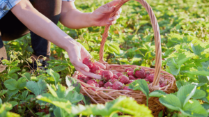 Cómo comenzar a plantar fresas