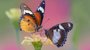 Cómo iniciar una granja de mariposas