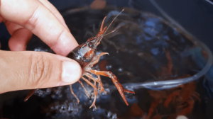 Cómo iniciar una granja de cangrejos de río