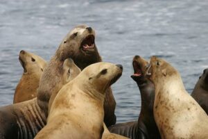 Las madres de Leones Marinos gimen y lloran a sus hijos durante dias enteros » CRM